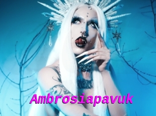 Ambrosiapavuk